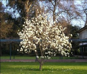Árboles bellos para tu jardín: el magnolio