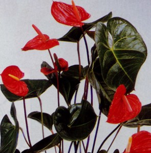 el anthurium, una de las flores más bellas