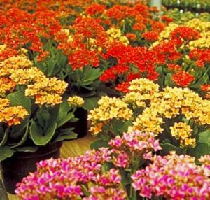 Kalanchoe: flores resistentes