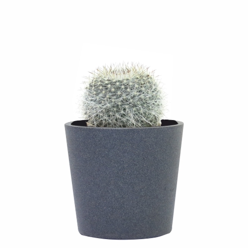 Consejos Para Cuidar un Cactus