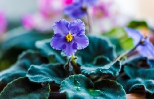 fertilizantes para flores