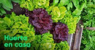 Cómo cultivar vegetales de hoja en tu huerto y disfrutar de ensaladas frescas
