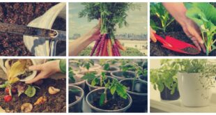 Cómo cultivar vegetales de raíz en macetas y disfrutar de cosechas frescas
