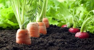 Cómo cultivar verduras de raíz en tu huerto